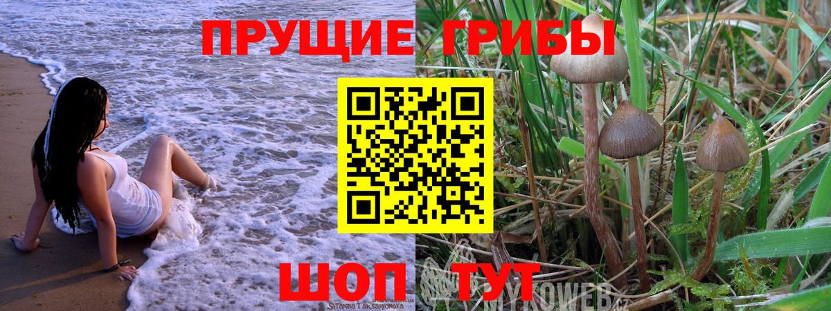 Галлюциногенные грибы Psilocybine cubensis Каспийск